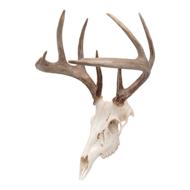 Allen Ez Mount Skull Peg Hook Black