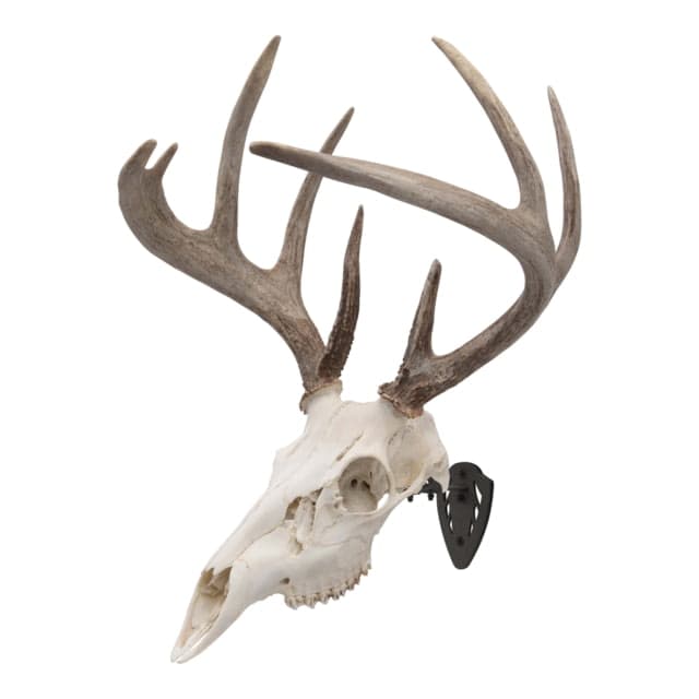 Allen Ez Mount Skull Hanger Fixed Black