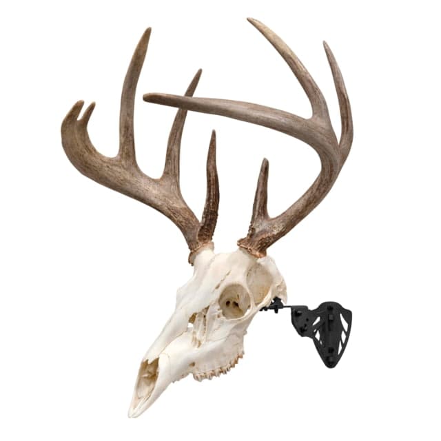 Allen Ez Mount Trophy Skull Hanger Black