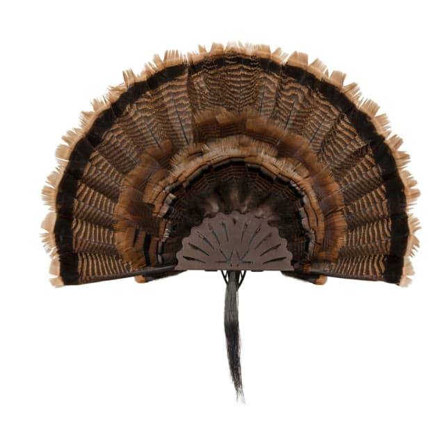Allen Ez Mount Turkey Fan Display Brown